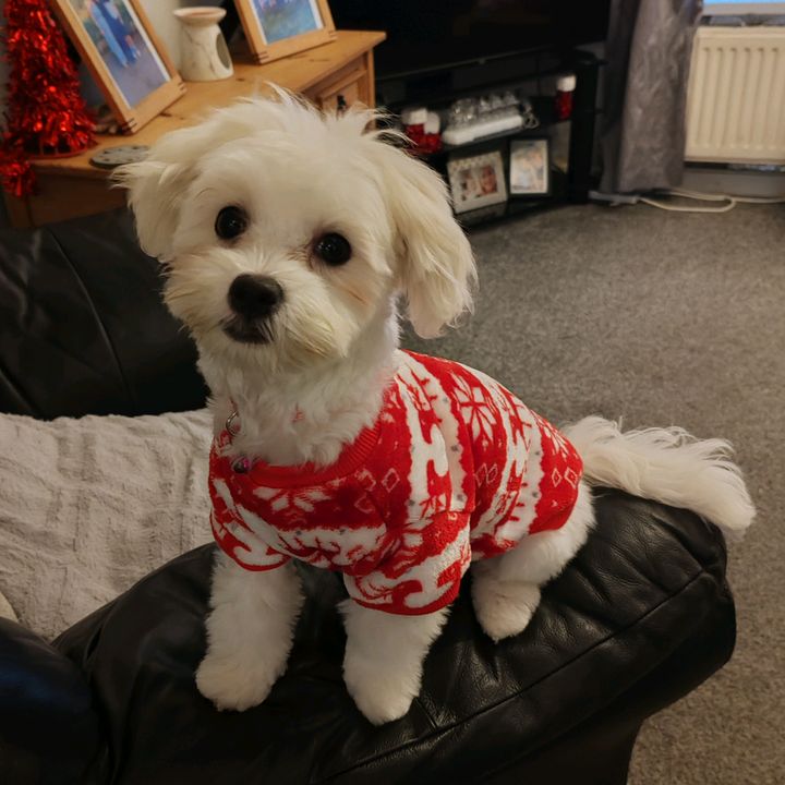 lily the Maltese ev
