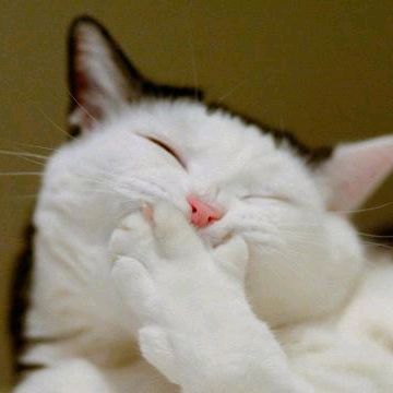 พลอยปรนเปรอ 🐾🐈