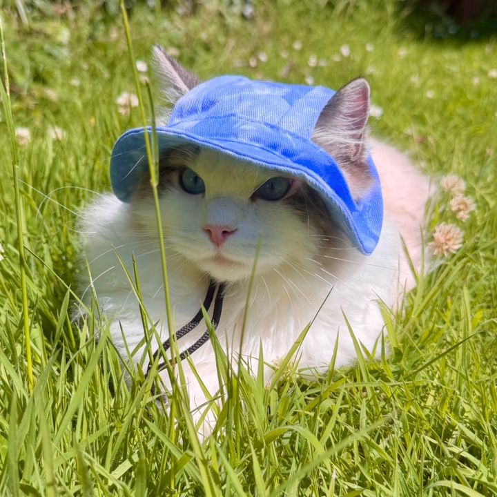 Tofu the Ragdoll