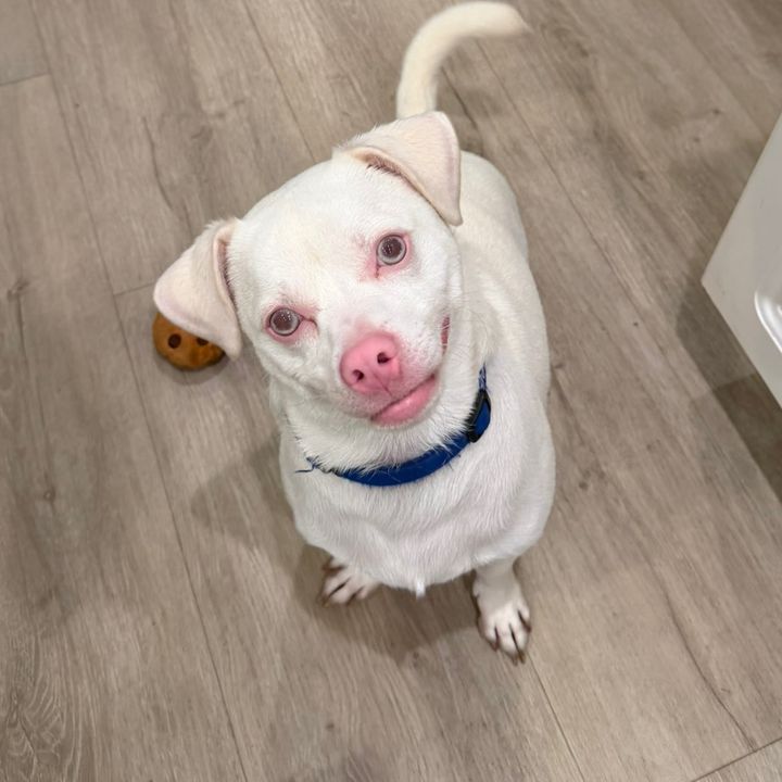 Simpledogtips