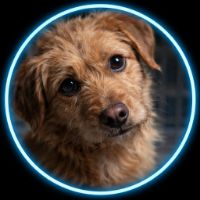 petstorieshurt