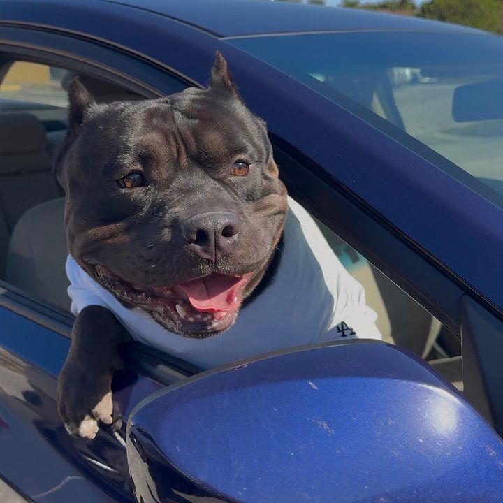 Pumba🐾