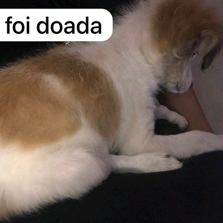 bahauusid