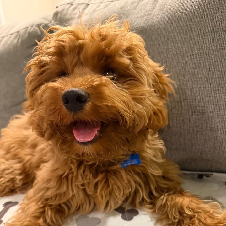 AceipootheCavapoo