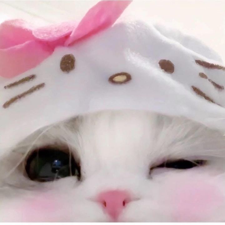 Baby cat hay dỗi