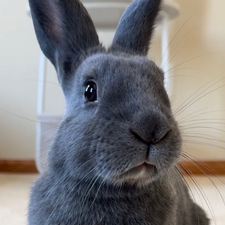 Benny the Bunny