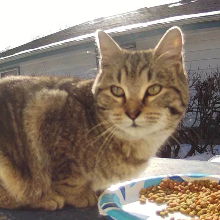 Monica’s Feral Cat Friends