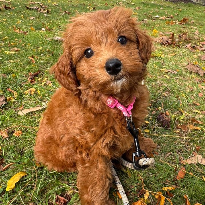 cannolithedood