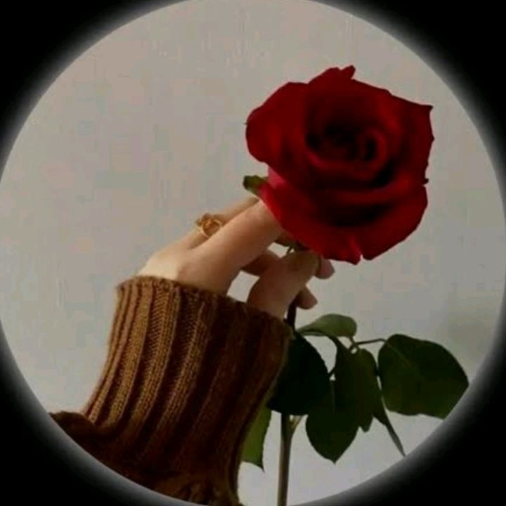 🌹 rose