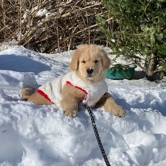 finleysgoldendays