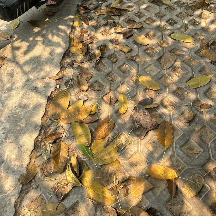 đạt và ốp