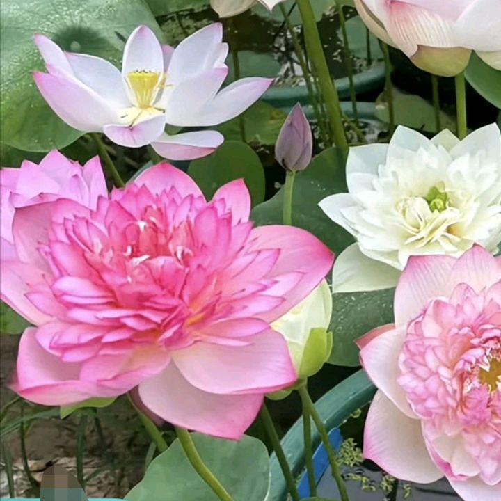 BỐN MÙA HOA
