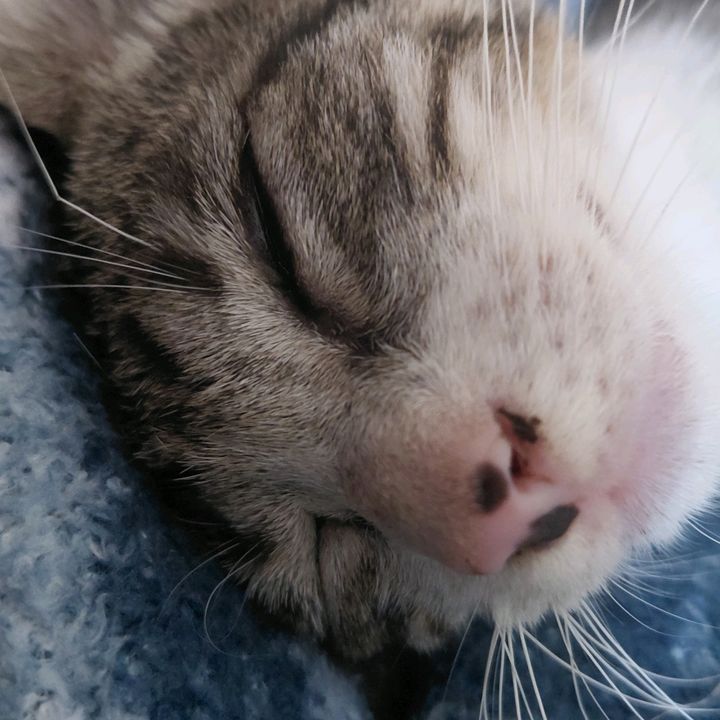 Davi