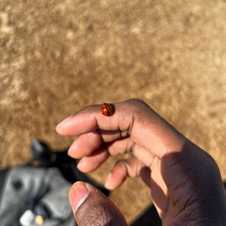 Chase Finds