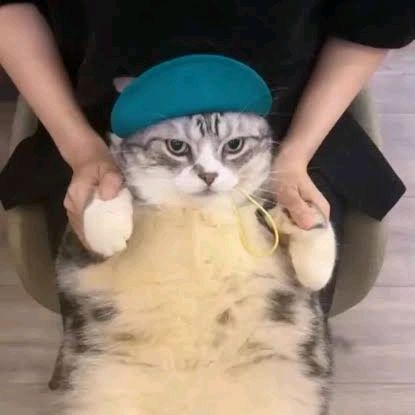 Cat Memes Center