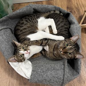Mourissa und Floki