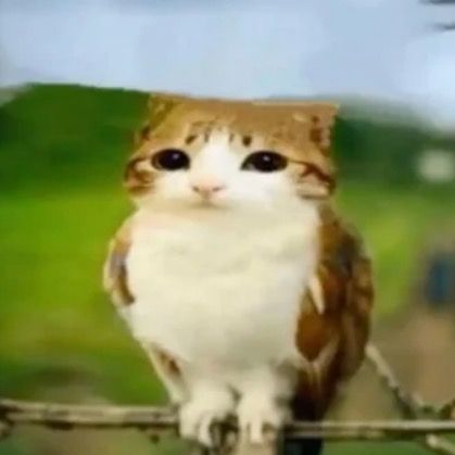 Meowlmeowl