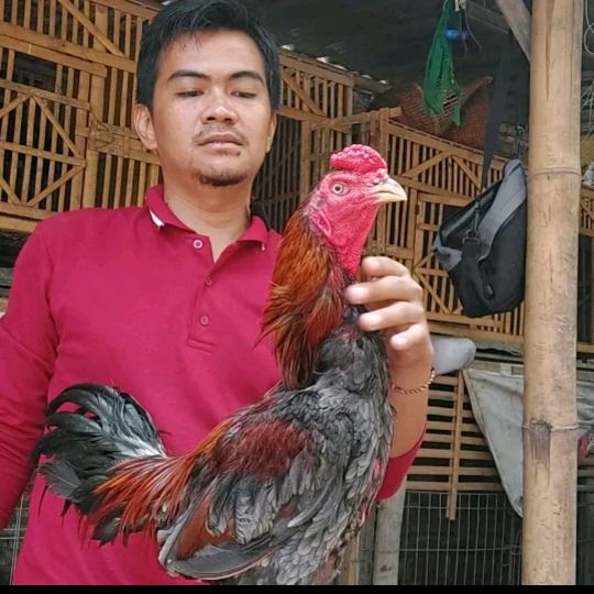 Rokhim Pamangon.iq