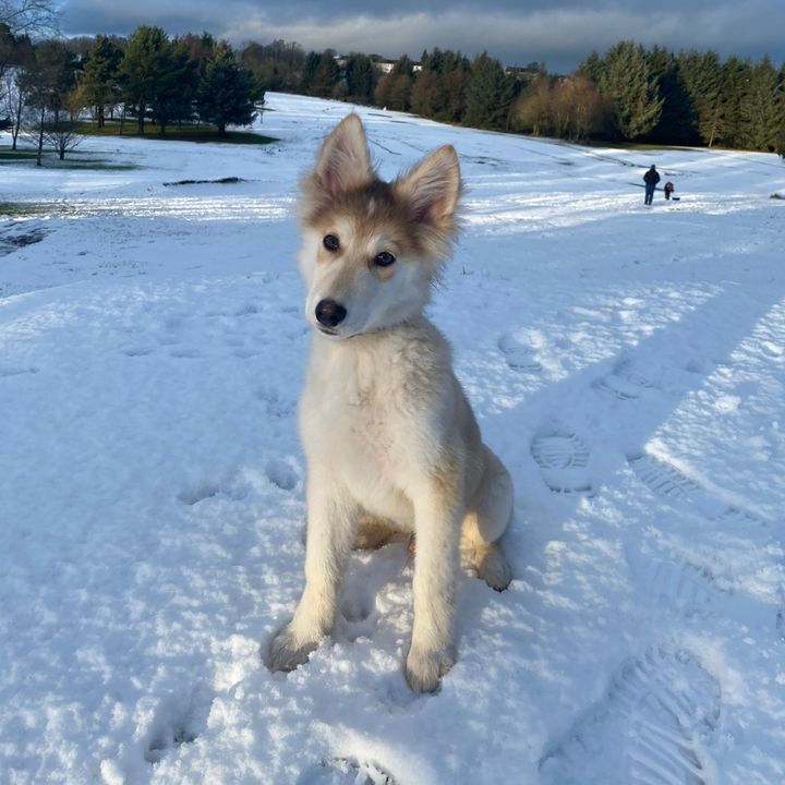 My_Little_Shepsky