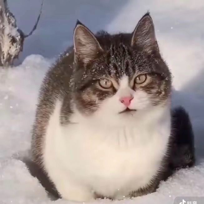 Stray Cat Tales