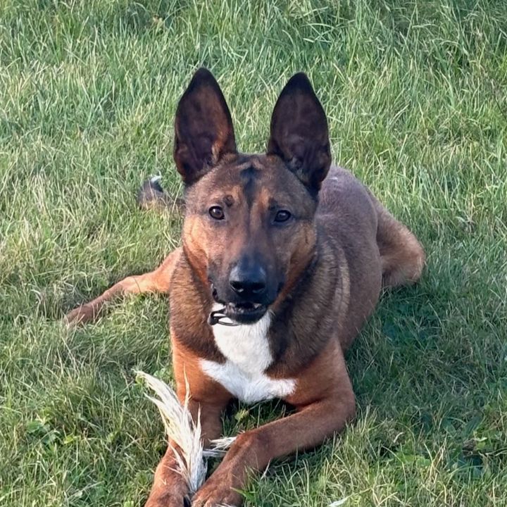 Rambo_Maligator