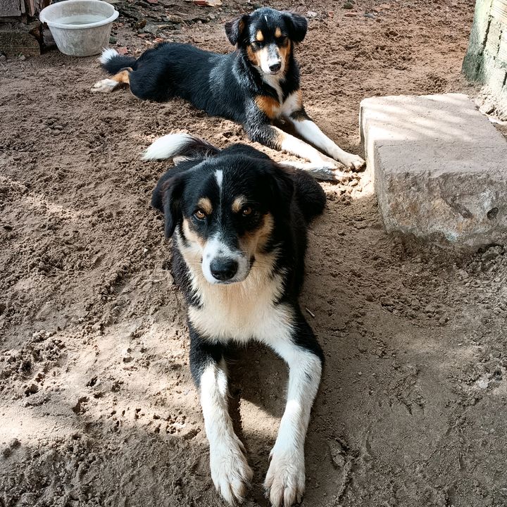 pretinho e estrelinha ⭐🐶