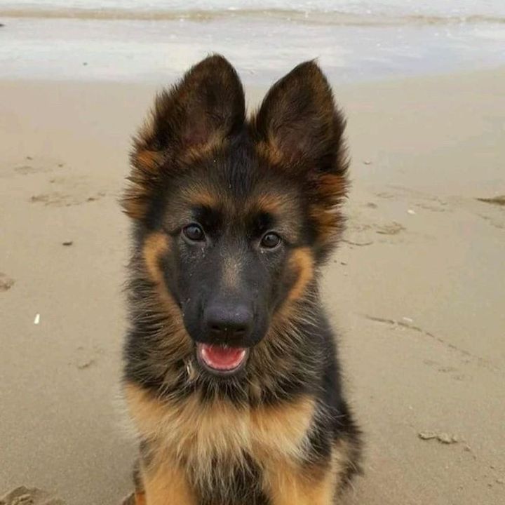 dog lover