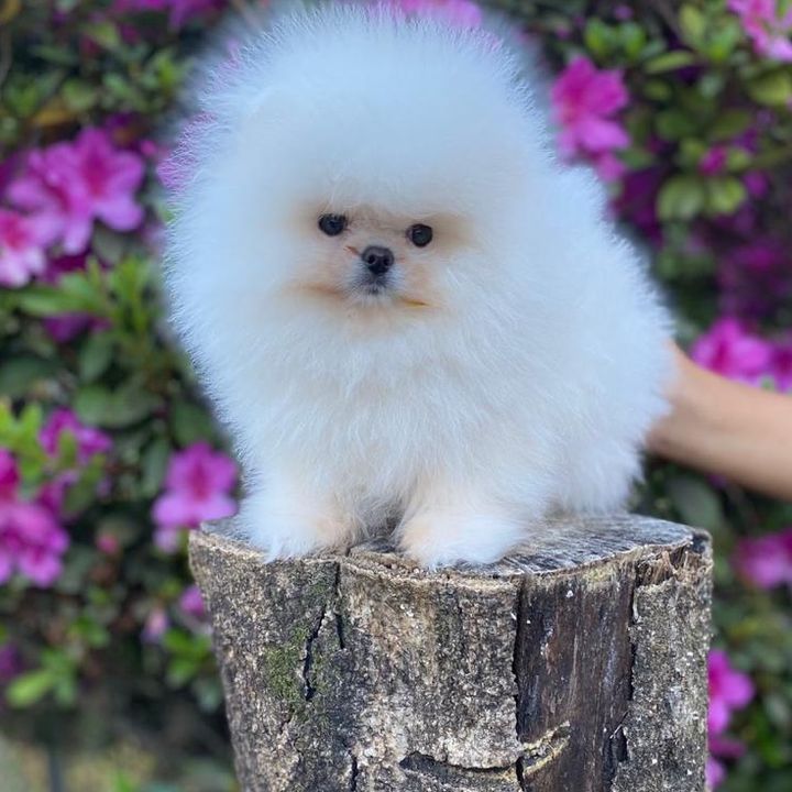 avaliandospitz