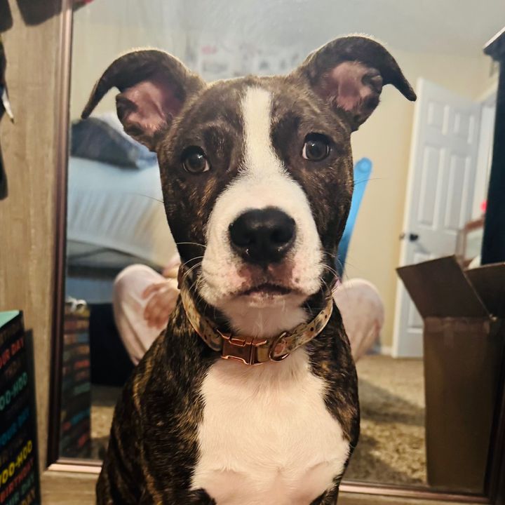 EllieThePuppy