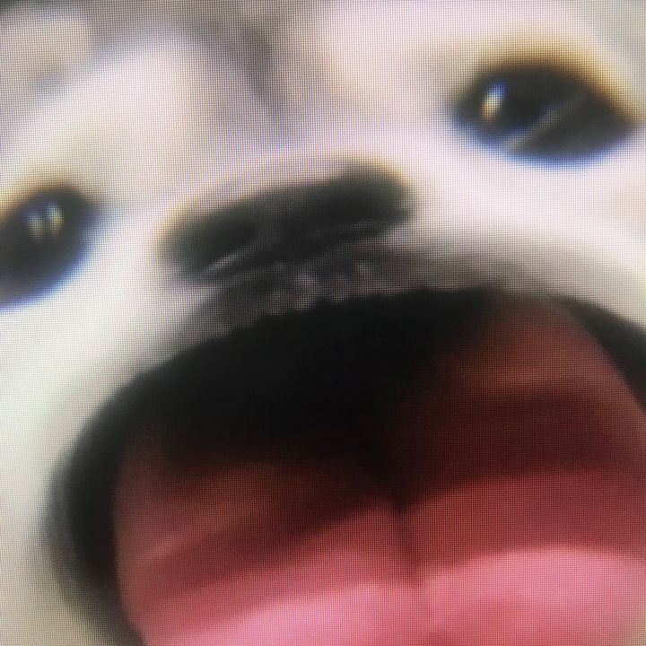 Shskenx Funnyvideo