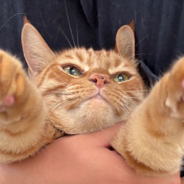 oliverthemimi