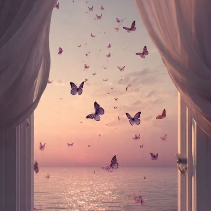 amandacart_