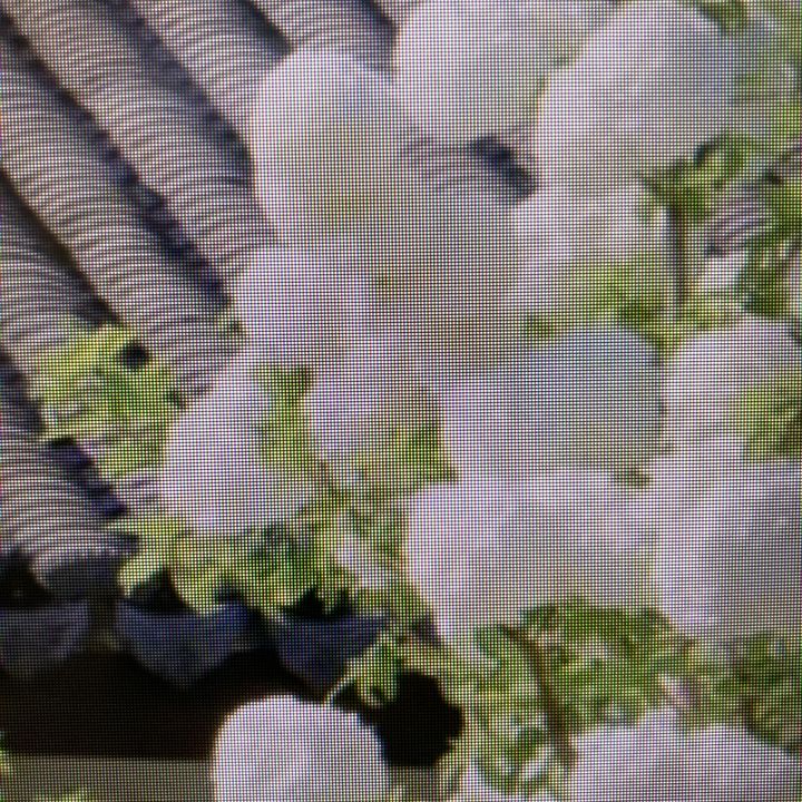 pure.soul008