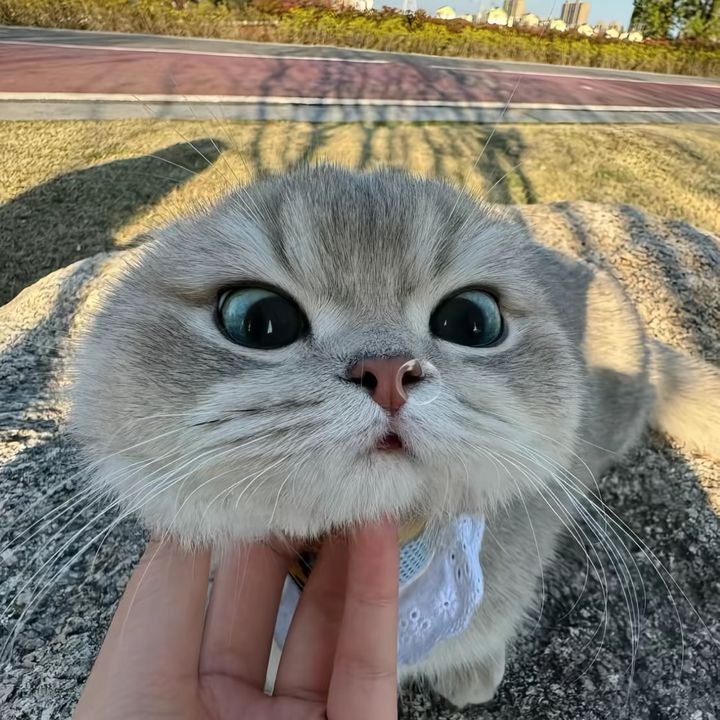 Buenas