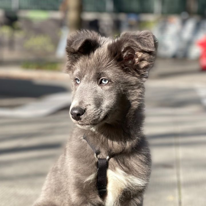 Blue petit loup