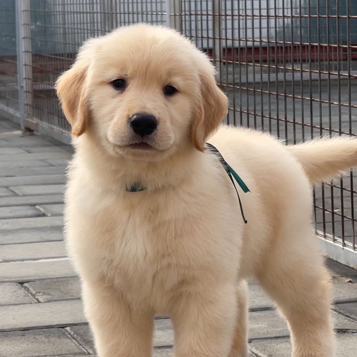 PuppyBoo
