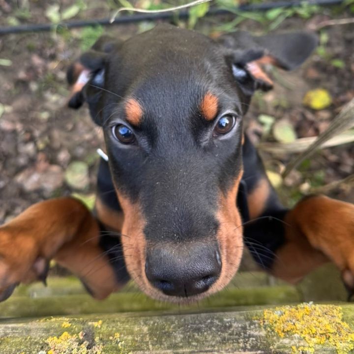 kiwidiedobermaus🥝