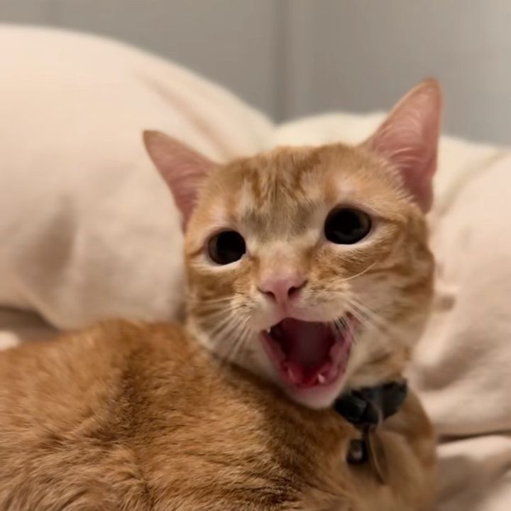 bdhfvvre