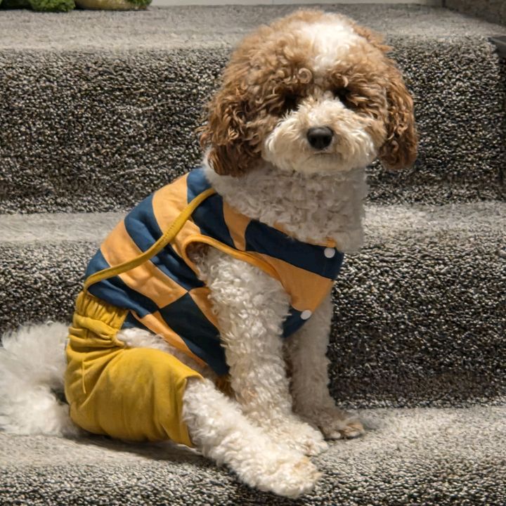 Winnie_dogpack