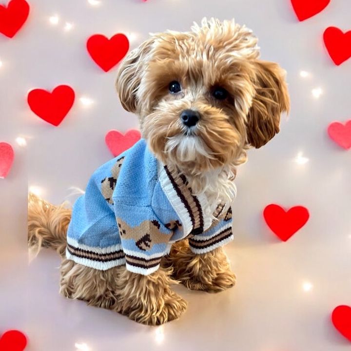 Bear the Maltipoo