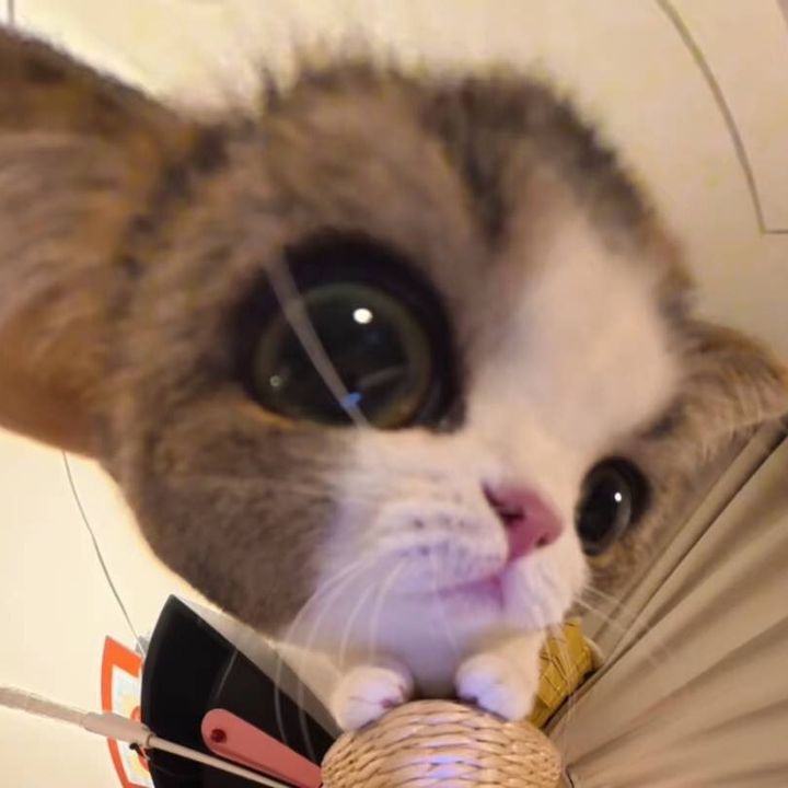 wowki9