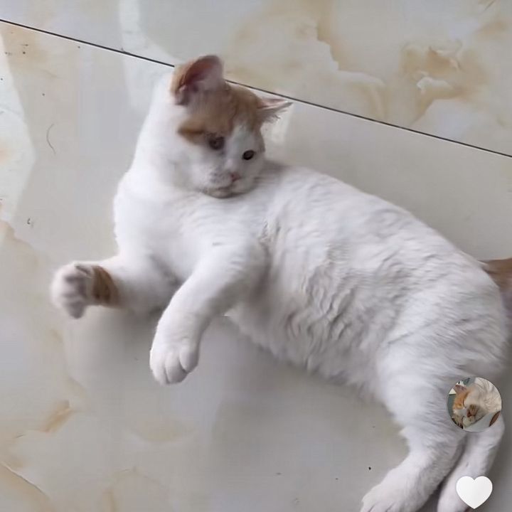 ugygwihz