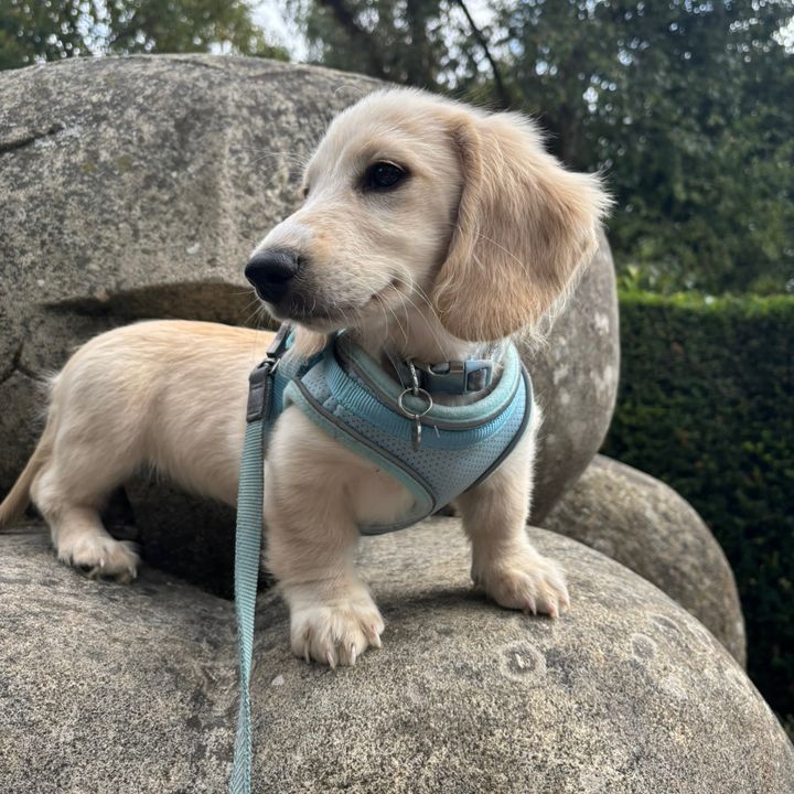 petmum