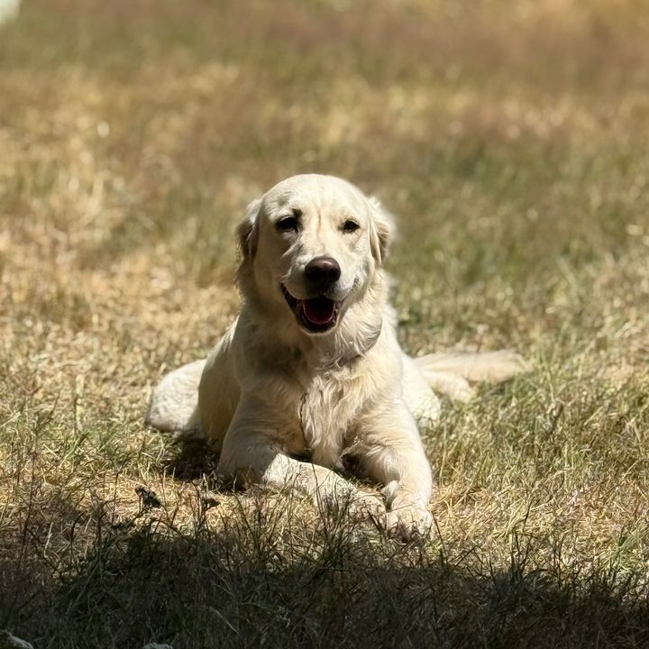 life of the goldies