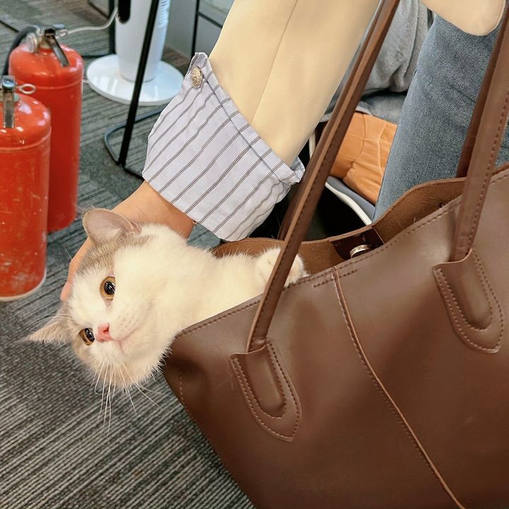 Si Meng.Lulu