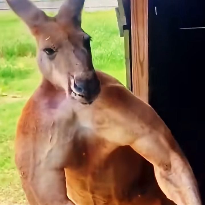 Kangaroo 🦘