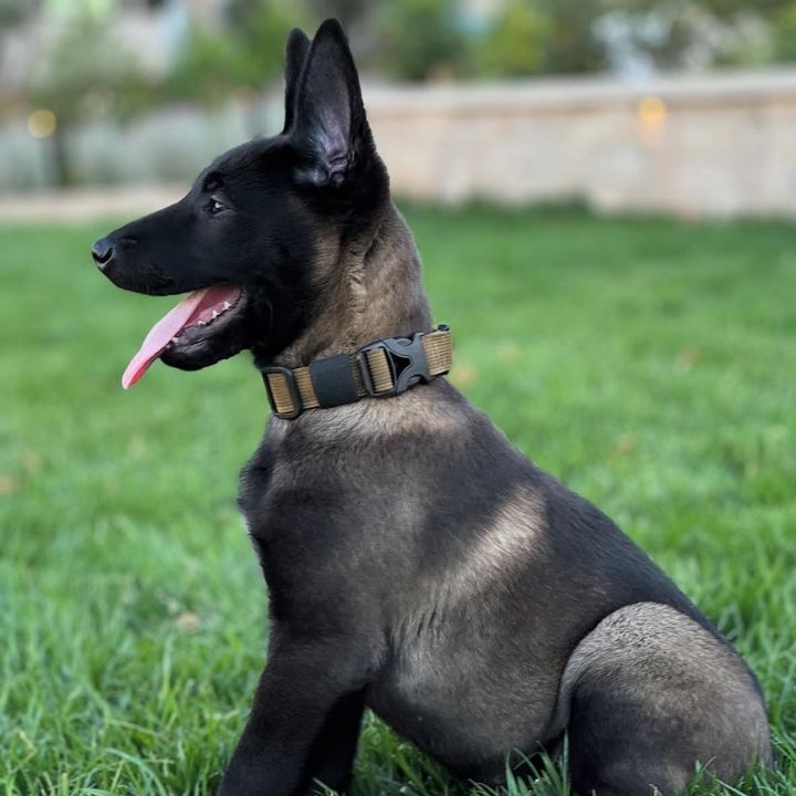 K9 Malinois Team