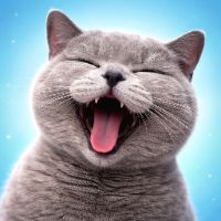 Meow Chaos