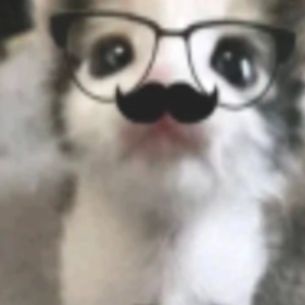 🐈‍⬛🐈~★Y LOVE CATS★ ~🐈‍⬛🐈