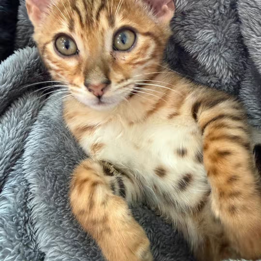 CocoBengal